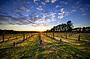 Wineries